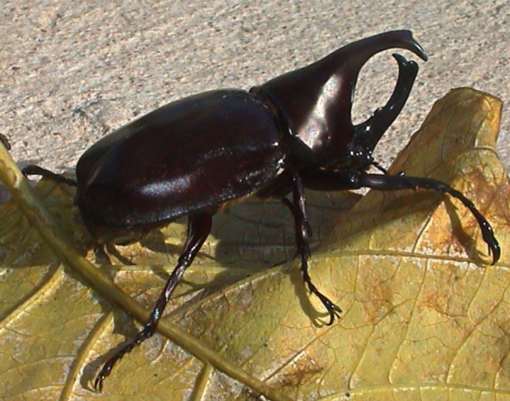 その他 Giant Beetles: Euchirinae - Dynastinae Dynastini - Wikipedia